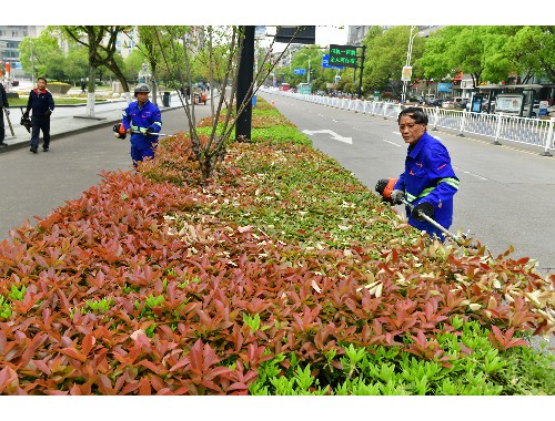 塘沽城市绿化带植物叫什么