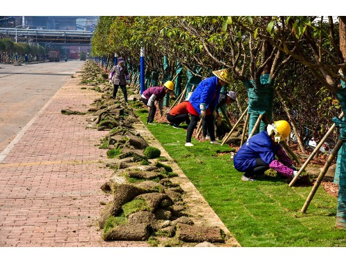 三河绿化苗木基地在哪个城市